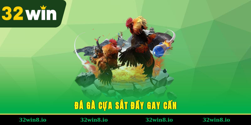 Đá Gà Cựa Sắt - Chiến Kê Thi Đấu Đầy Máu Lửa, Kịch Tính 2 Đá gà cựa sắt đầy gay cấn