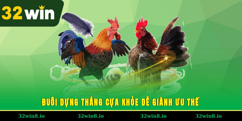 Mẹo Chọn Gà Đá Đấu Bất Bại, Rinh Tiền Thưởng Cực Đã 3 Đuôi dựng thẳng, cựa khỏe dễ giành ưu thế