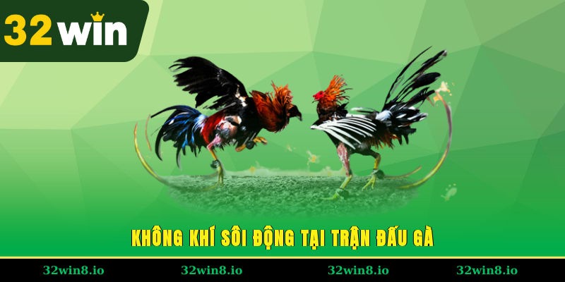 Đá Gà Tre 32WIN – Trải Nghiệm Đỉnh Cao Cho Người Chơi 2 Không khí sôi động tại trận đấu gà