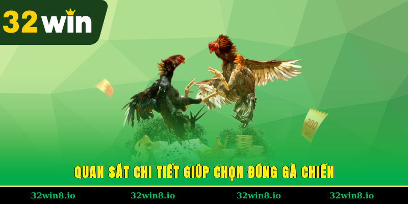 Mẹo Chọn Gà Đá Đấu Bất Bại, Rinh Tiền Thưởng Cực Đã 2 Quan sát chi tiết giúp chọn đúng gà chiến